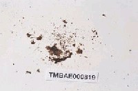 藏品(異齒苔)的圖片